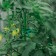Set for mounting plants: Brongs large (6.5 cm) - 10 pcs., Small clothespins (4.5 cm) - 10 pcs., Greengo