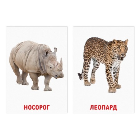 Educational cards according to the method of Glena Doman "Wild Animals", 8 cards, 2+-1
