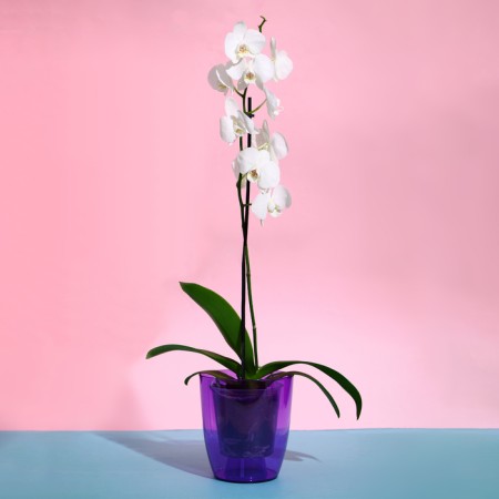Pot for orchids, 2 l, 14.8 × 16.2 cm round, plastic, transparent purple-2