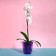Pot for orchids, 2 l, 14.8 × 16.2 cm round, plastic, transparent purple