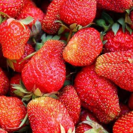 Strawberry seedling of Frigi Malling Centenary A (9-15 mm), 5 pcs