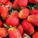 Strawberry seedling of Frigi Malling Centenary A (9-15 mm), 5 pcs