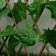 Decorative fence, 110 × 40 cm, “maple leaf”, Greengo