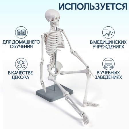 Model "Human Skeleton" 85cm-1