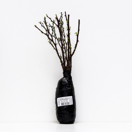 Barberis Tunberg "Atropurpurea" 1 pc, tube, spring 2025-2