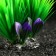 Artificial aquarium plant, 18 x 10 x 11.5 cm, green