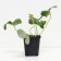 Strawberries Garden MiZ (Kiti) Schindler, P9 pot, 1 pc, summer 2024