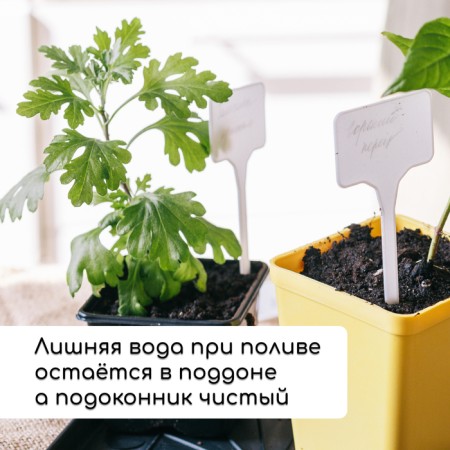Set for seedlings: glasses of 320 ml (18 pcs.), Patron 51 × 26 cm, Greengo-6