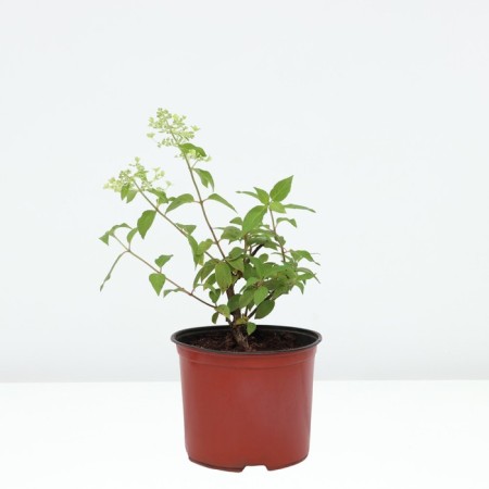 Hydrangea blizzard de Gorron dentel, C3 pot, H10-50 height, 1 pc, summer 2024-1
