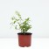 Hydrangea blizzard de Gorron dentel, C3 pot, H10-50 height, 1 pc, summer 2024
