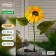 Garden lamp on the sunny battery "Sunflower", 75 cm, 5 LED, glow white