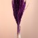 Set of dried flowers "Weinik", banch length 65 (+/- 6 cm), plum