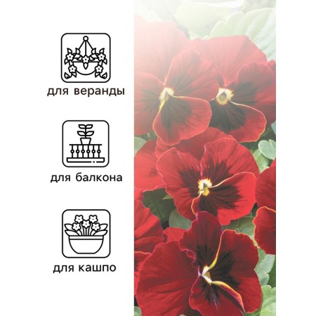 Viola seeds "Matrix", F1, red-2