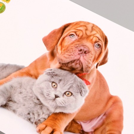 Stick 3D Interior pets 29*21cm-2