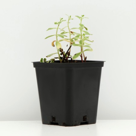 Cleaning Kamchatka "Variegata", P9 pot (readiness June), 1 pc, spring 2024-1
