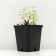 Cleaning Kamchatka "Variegata", P9 pot (readiness June), 1 pc, spring 2024