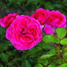 Seedling rose Floribunda 