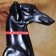 A collar with round rhinestones, 28 x 1 cm, Osh 21-25 cm, arts. The skin, red