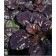 Living creeping Black Skallop, pot with1.5, 1 pc, summer 2024