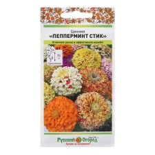 Cinnia flowers 
