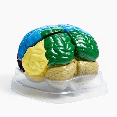 Ladder "Human Brain" 16*15cm-7
