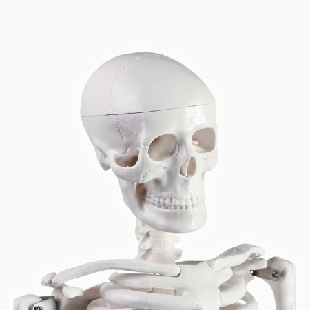 Model "Human Skeleton" 85cm-4
