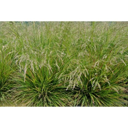 Lugovik Turning (pike) Goldtau, C5 pot, 1 pc, summer 2024