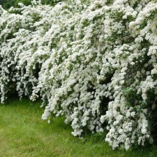 Argut's spirea, c2 pot, H10-50 height, 1 pc, summer 2024
