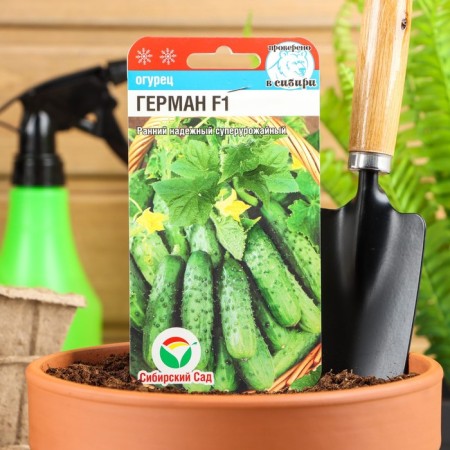 Seeds of cucumber German f1, parthenocarpic, 5 pcs