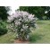 Seedling act pink, pot P9, summer 2024