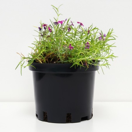Flox Shilled Temskaming, C2 pot, H10-50 height, 1 pc, summer 2024-1