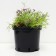 Flox Shilled Temskaming, C2 pot, H10-50 height, 1 pc, summer 2024