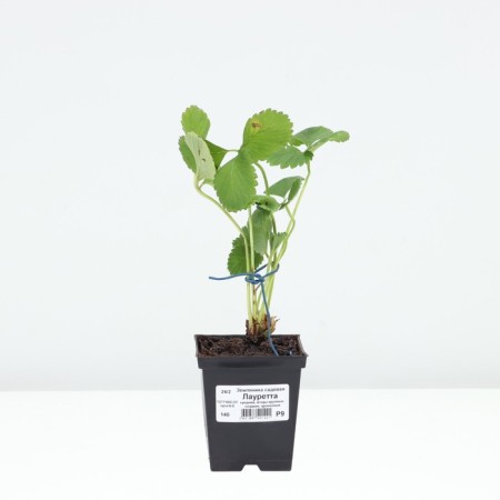 Strawberry Garden Lauretta, P9 Pot, 1 pc, summer 2024-2