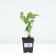 Strawberry Garden Lauretta, P9 Pot, 1 pc, summer 2024