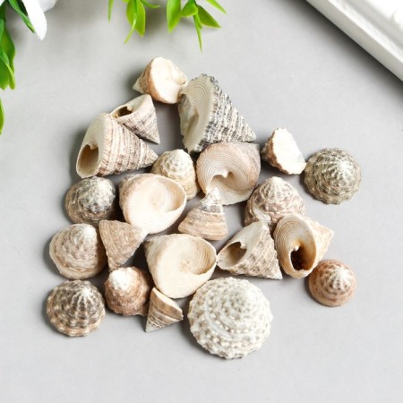 Decorative shells "Zlatka" 100 g ± 7 g, 2.5 cm