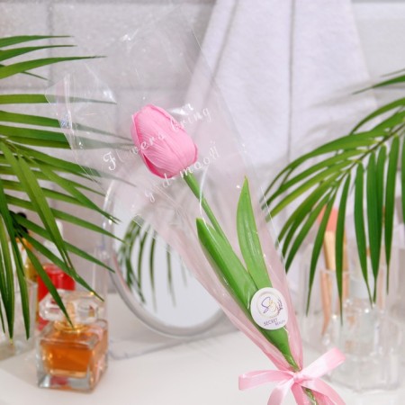Soap tulip, pink-1