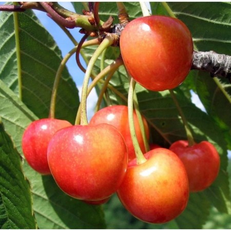 Cherry seedling cherries, pot 9*9*14, summer 2024