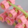 Facial massage "Bouquet", 22.5 × 6.5 × 3.5 cm, 12 videos, mixing color