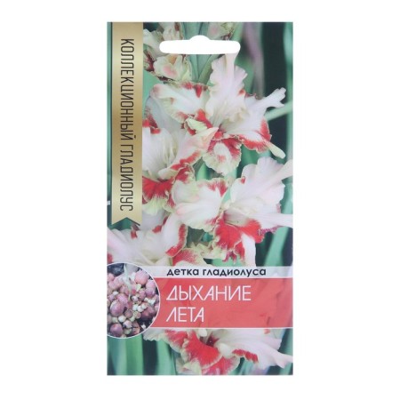 Clubbering Gladiolus Summer breathing (white with a red spot), 5 pcs.