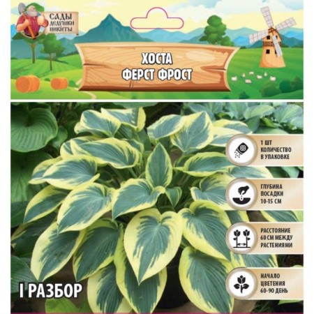 Khosta "Ferst Frost", Rr. I, 1 pc, spring 2024