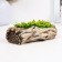 Kashpo - Bonsai "Tree" 17x9x6cm