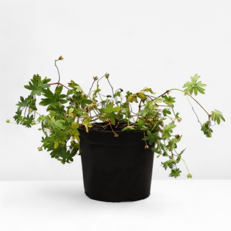 Geranium blood-red striatum, C2 pot, 1 pc, summer 2024-1