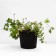 Geranium blood-red striatum, C2 pot, 1 pc, summer 2024