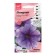 Flowers of Petunia "Mirage Laverda", 10pcs