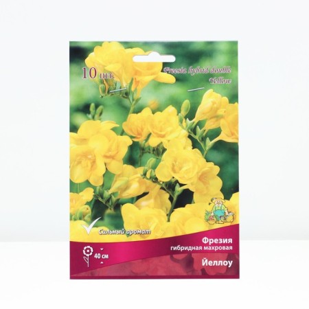 Freesia hybrid terry yellou, rr 5/6, 10 pcs, spring 2024