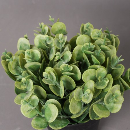 Bonsai in the pot "Coin flower" 16x10 cm, green-1