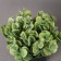 Bonsai in the pot "Coin flower" 16x10 cm, green