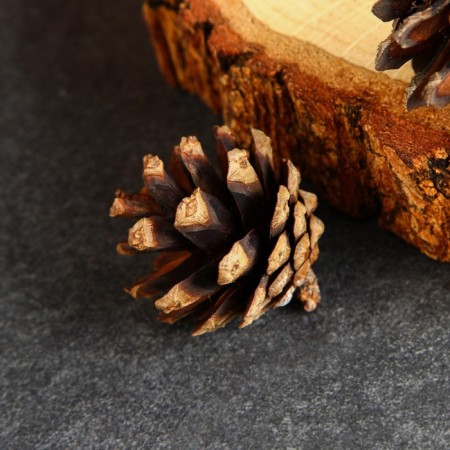 A set of natural decor "Forest and spikelet", 11 objects, mix-2
