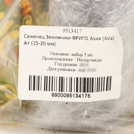 Strawberry Frigori Strawberry Asia (Asia) a+ (15-20 mm), 5 pcs-3