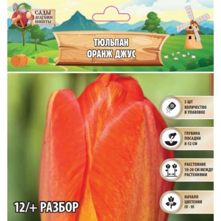 Tulip Orange Jus, rr 12/+, 5pcs, autumn 2024